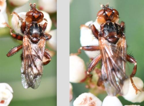Myopa vicaria